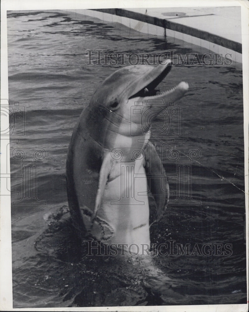 1965 Tuffy 270 pound mailman aquanauts scar sharks - Historic Images