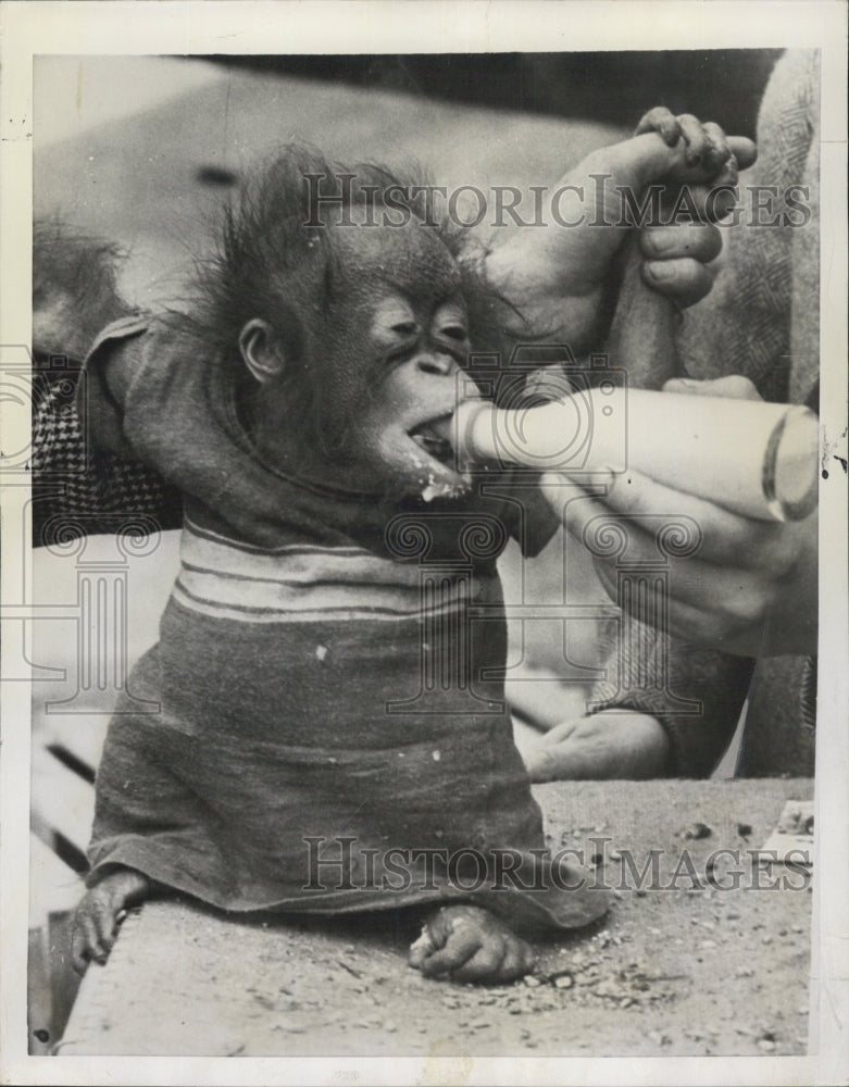 1952 baby orangutan London Airport trip Bombay - Historic Images