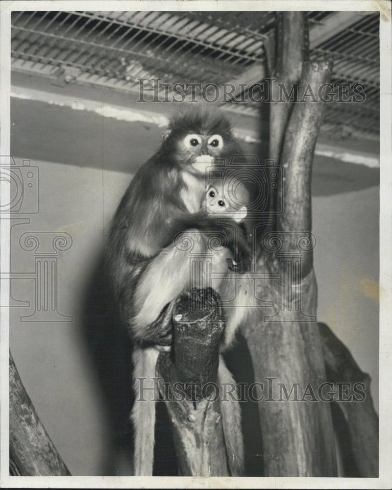1957 Press Photo spectacled Langur baby Brookfield Zoo - Historic Images