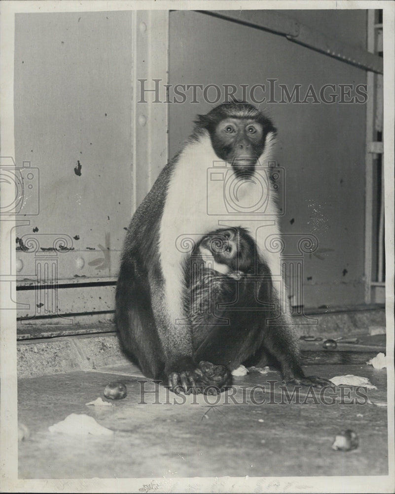 1946 Press Photo mother monkey baby boy monkey bearded Diana Lincoln Park Zoo - Historic Images