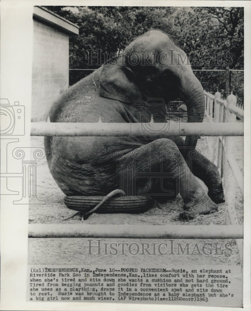 1963 Susie elephant Riverside Park Zoo sits down - Historic Images