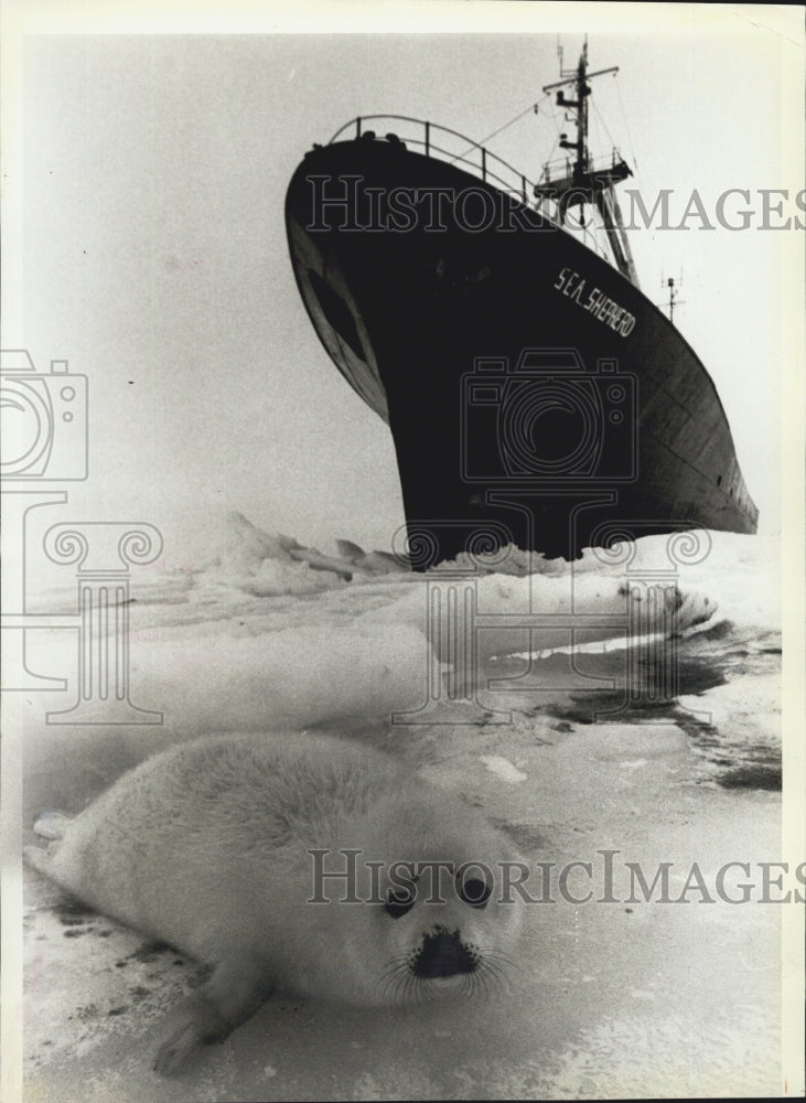 1979 Press Photo Baby Seal hunts - Historic Images