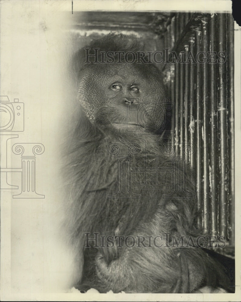 1936 Orangutan Zoo - Historic Images