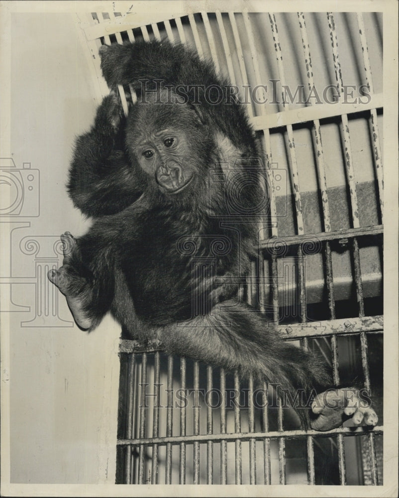 1949 Lincoln Park Zoo Monkey Rajah - Historic Images