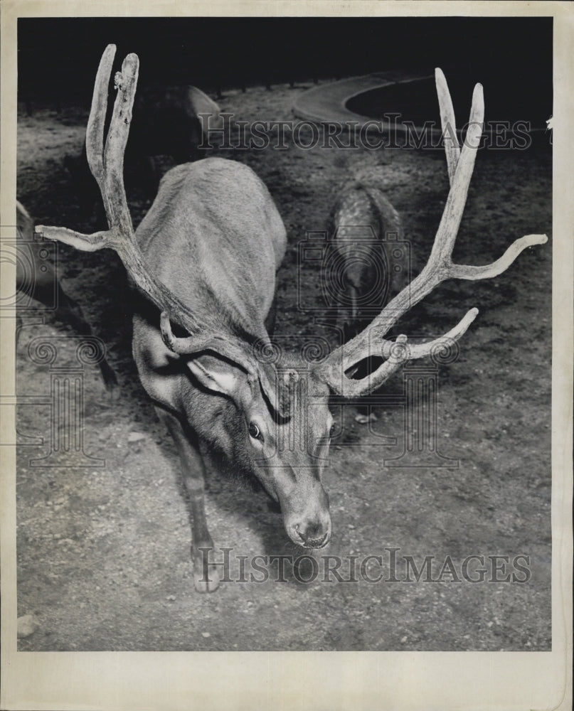 1953 Press Photo Lincoln Park Zoo Rocky The Bull Elk - Historic Images