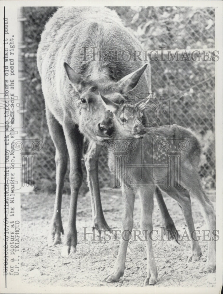 Press Photo Milwaukee Zoo Elks - Historic Images