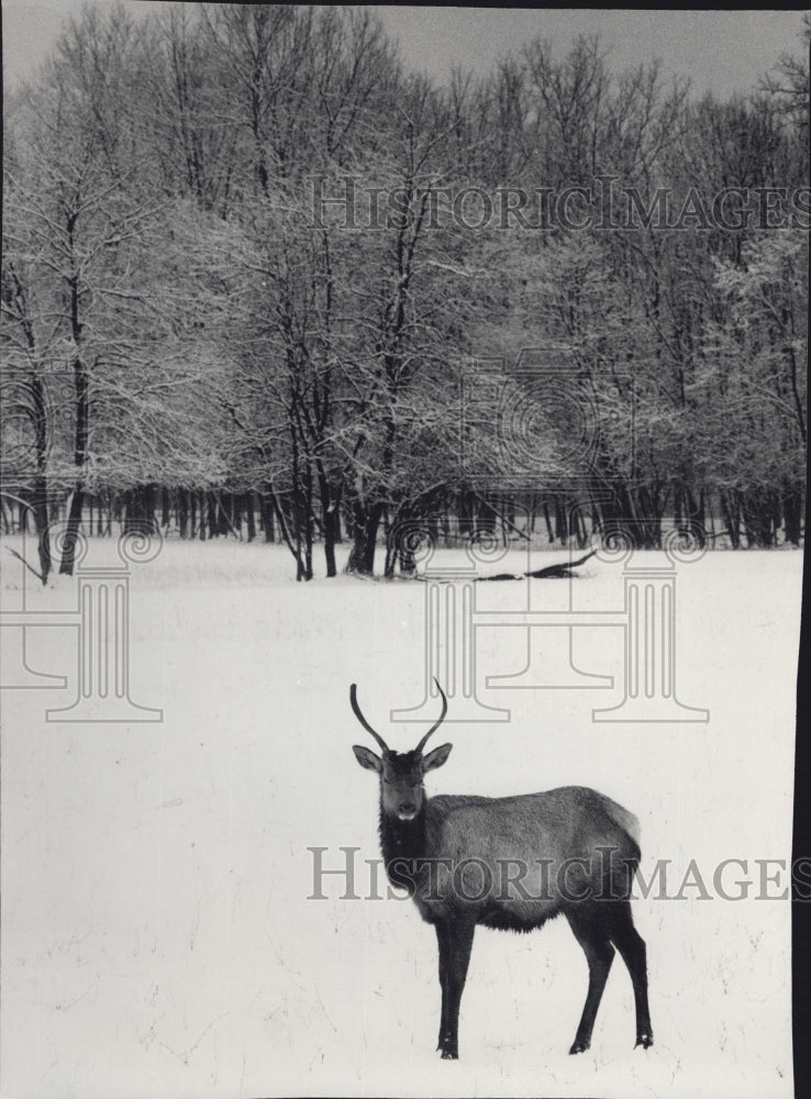 1987 Press Photo Elk Grove Village Animal Elk - Historic Images