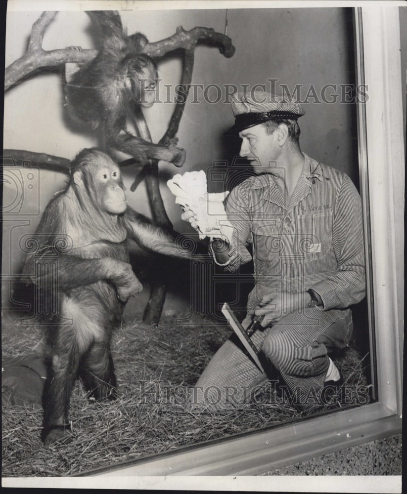 1950 Press Photo Vandra Tia Orangutangs Zoo - RSG74871 - Historic Images