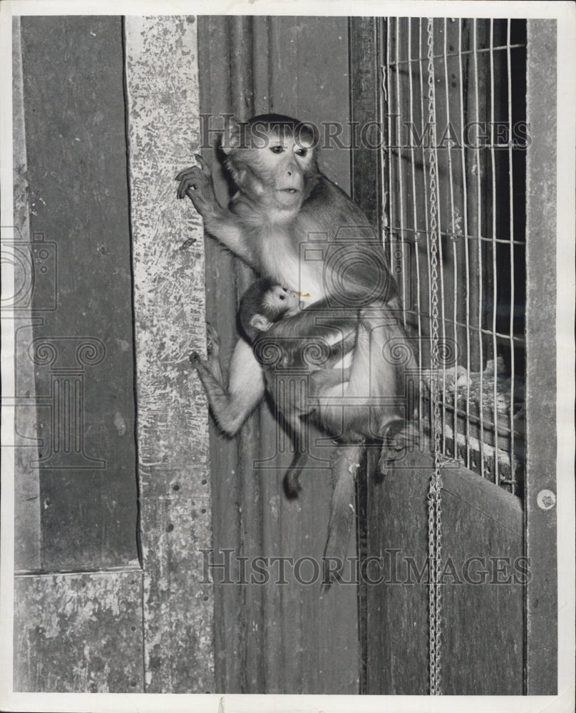 1953 Press Photo Monkey holds to her baby - RSG74881 - Historic Images