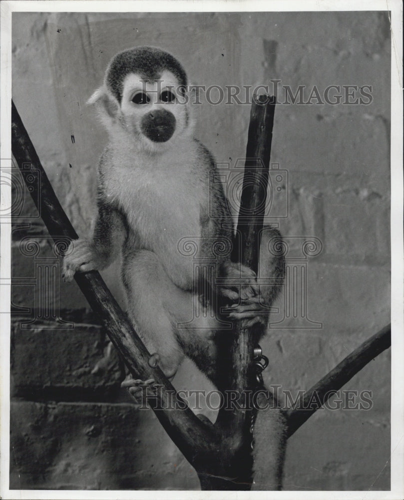 1964 Animal of the Month a monkey named Kelly - Historic Images
