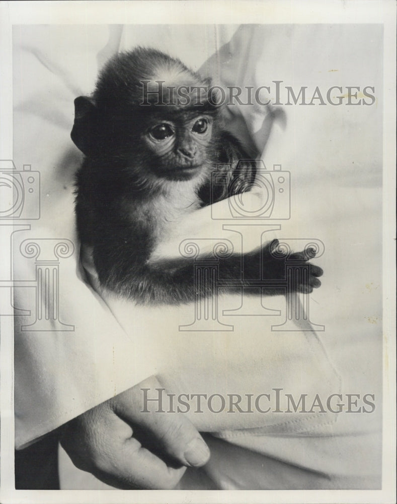 1954 Press Photo Pepito Langur Monkey - Historic Images