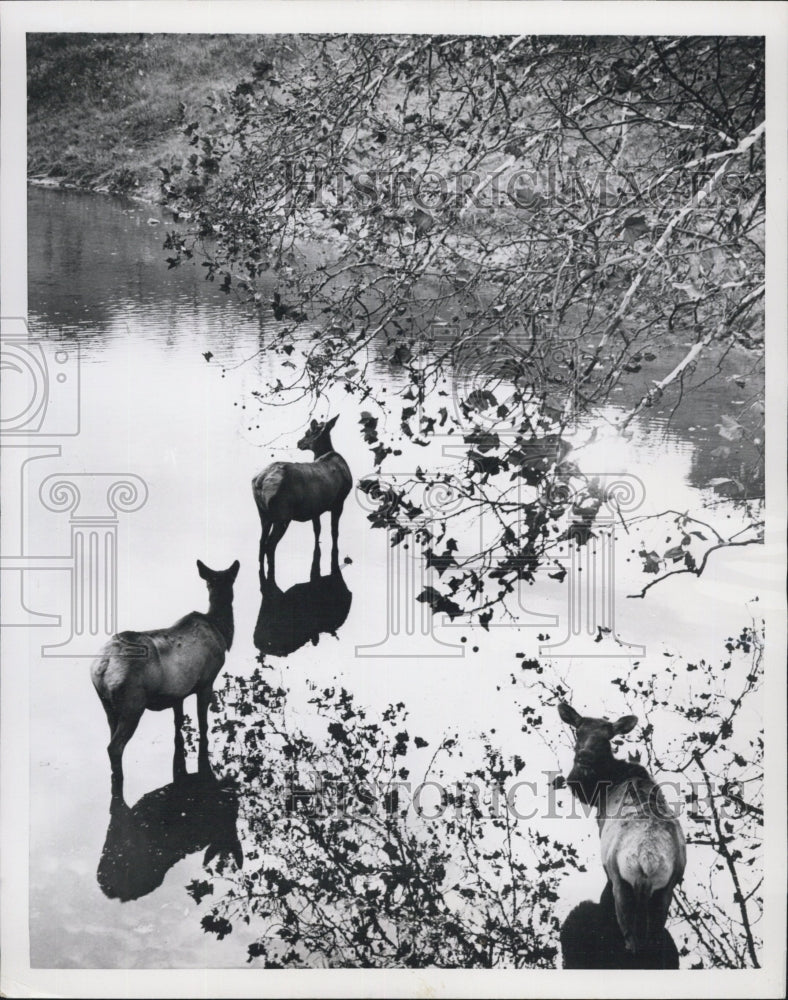 1953 Female Elk - Historic Images