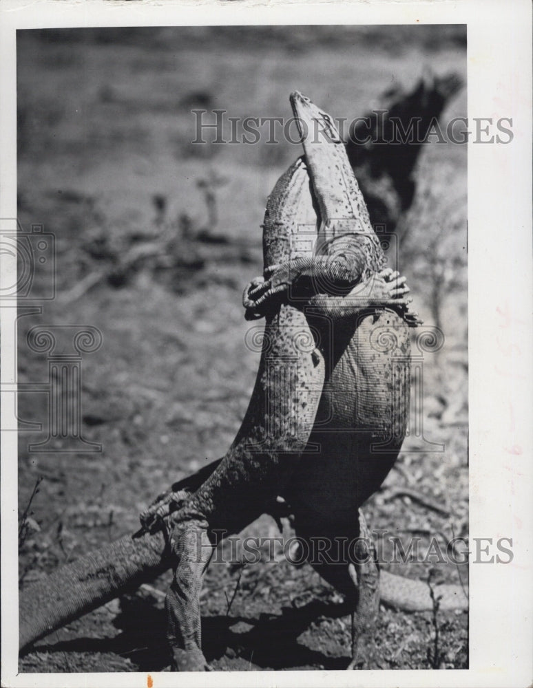 1972 Press Photo Monator Lizards Australia - RSG74917 - Historic Images