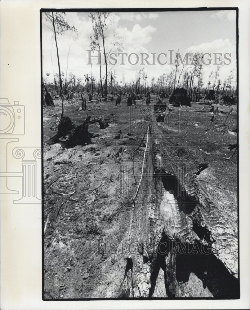 1974 Everglade Fire - Historic Images