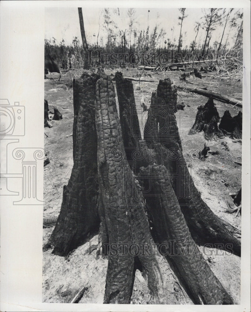 1974 Catherine Island Everglade Fire - Historic Images