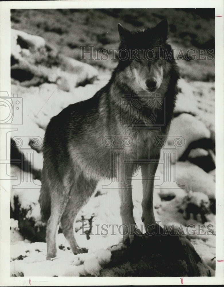 1984 Press Photo Timberwolf - Historic Images