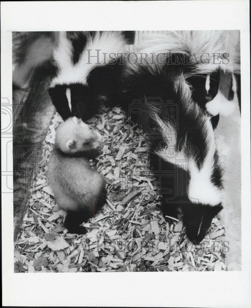 1983 Press Photo A ferret and a skunk - Historic Images