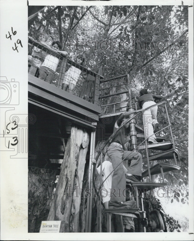 1978 Haas Museum Tree House Banyan - Historic Images