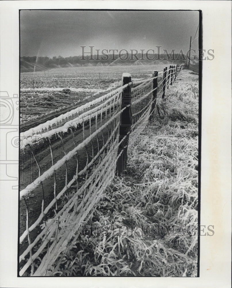 1977 A picture shows a farm, a strawberry farm. - Historic Images