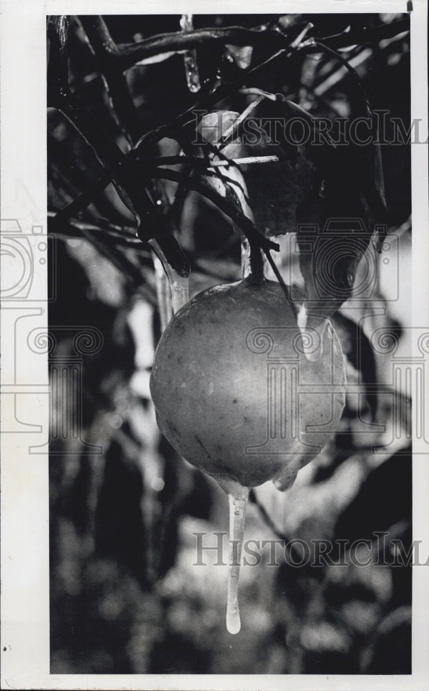 1979 Press Photo A fruit turned to ice. - Historic Images