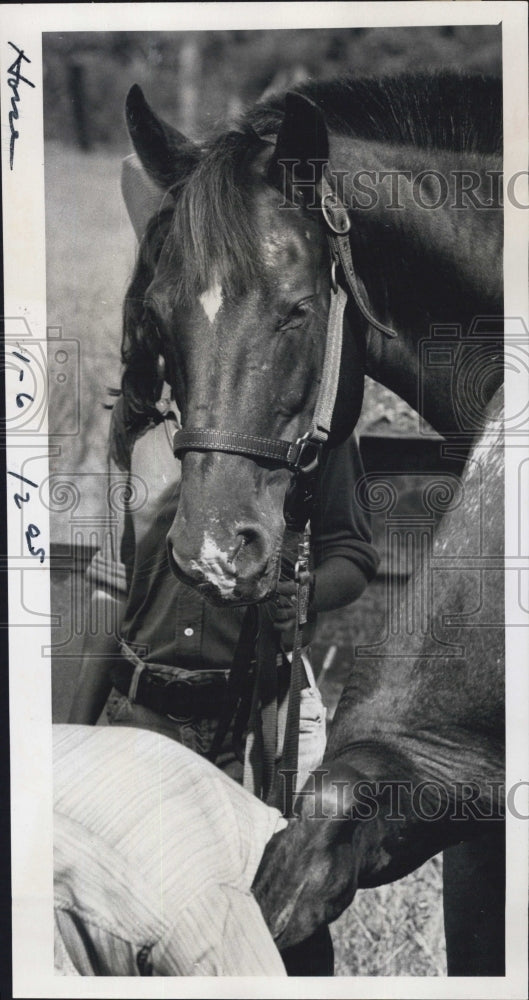 1975 Terry Stone Blacksmith Horses - Historic Images