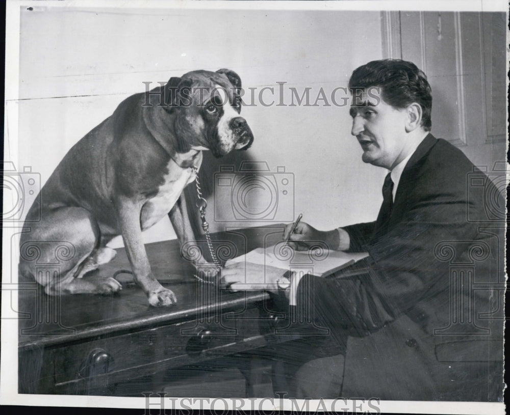 1959 Press Photo Robert Horsfall assesses &quot;Butch&quot; the Boxer - Historic Images