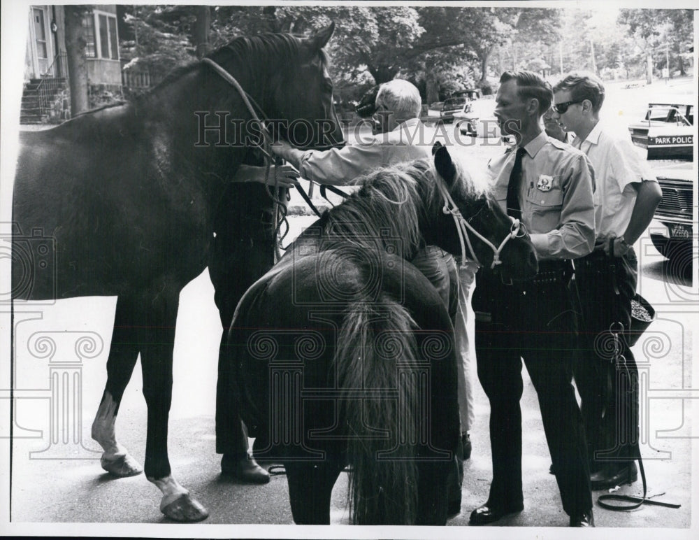 1965 Two fleeting steeds broke out of their coral - Historic Images