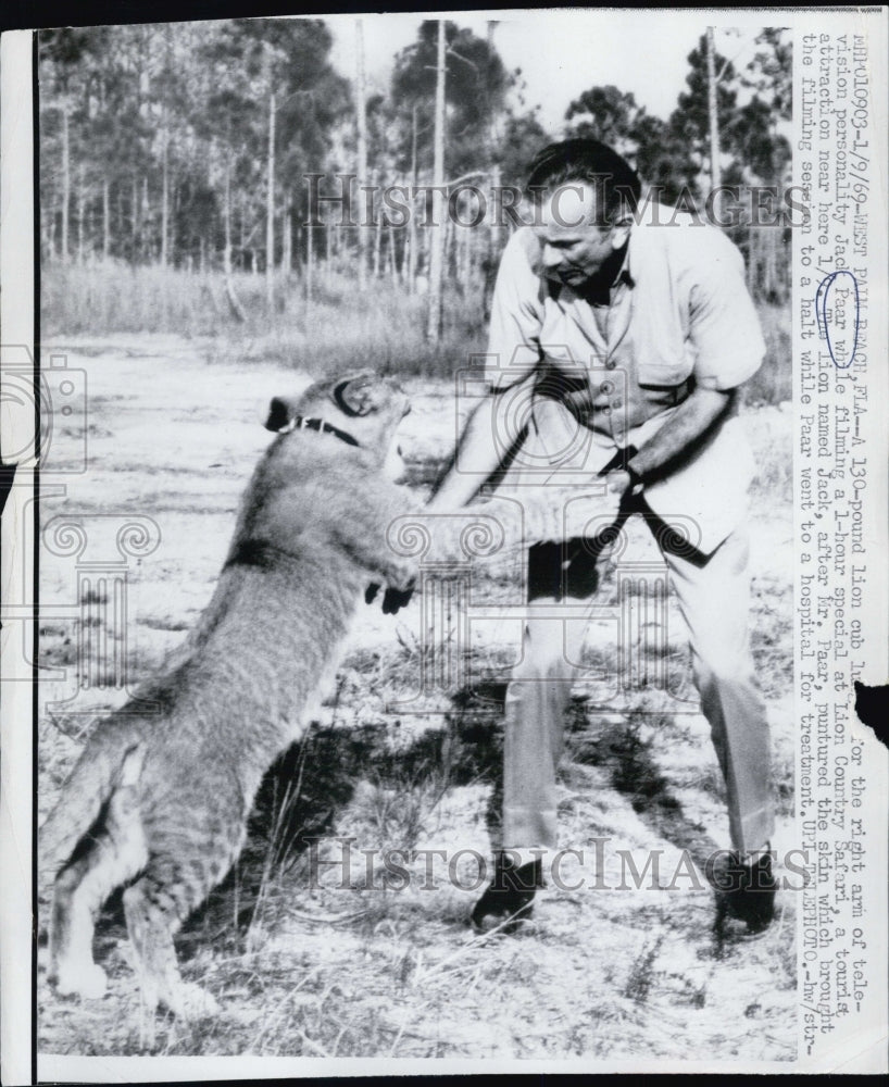 1969 A Lion lunges at Jack Parr, while filming  a 1 hour special - Historic Images