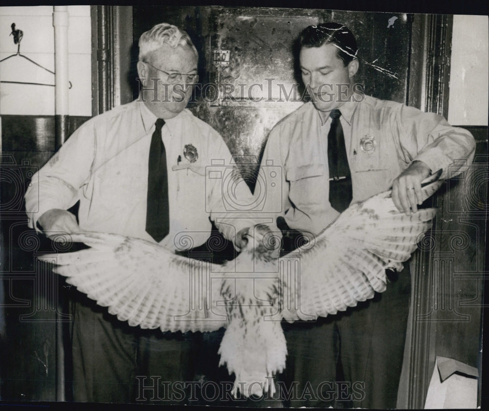 1954 Press Photo Sgt. William McKenzie & Policeman with Giant Hawk They Shot - Historic Images