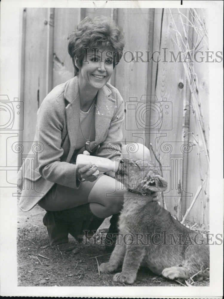 1968 Press Photo Pat Derby  with Lion Cub "Big Cats,Little Cats" NBC - Historic Images