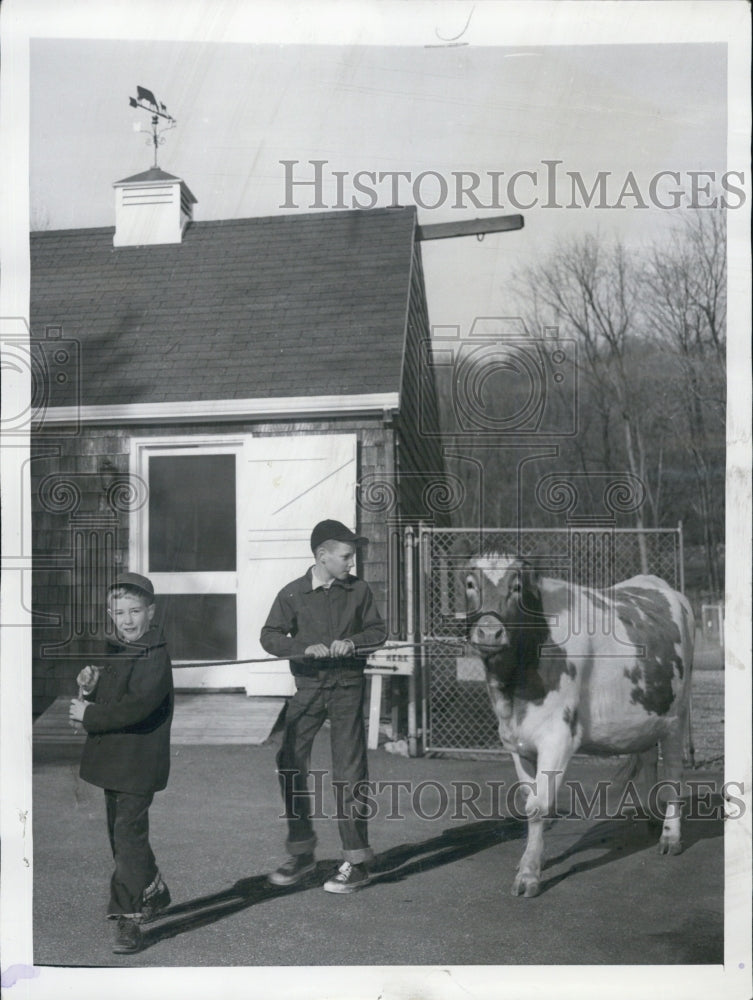 1954 Press Photo Kruming Farm Boys Take Cow for a Walk - Historic Images