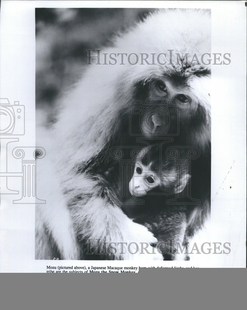 1989 Press Photo Mozu, A Japanese Macaque Monkey Born with Deformed Limbs - Historic Images