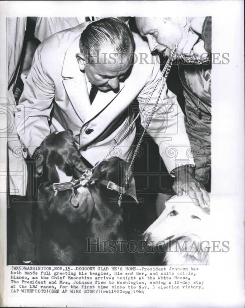 1964 Press Photo President Johnson has Both Hands Full Greeting His Beagles - Historic Images