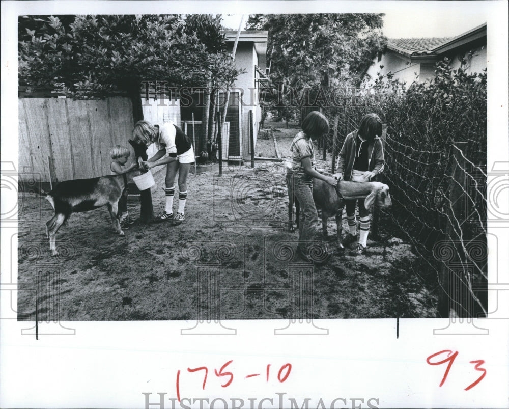 1979 Press Photo Dentist David Kailing with goats in backyard - RSH06467 - Historic Images