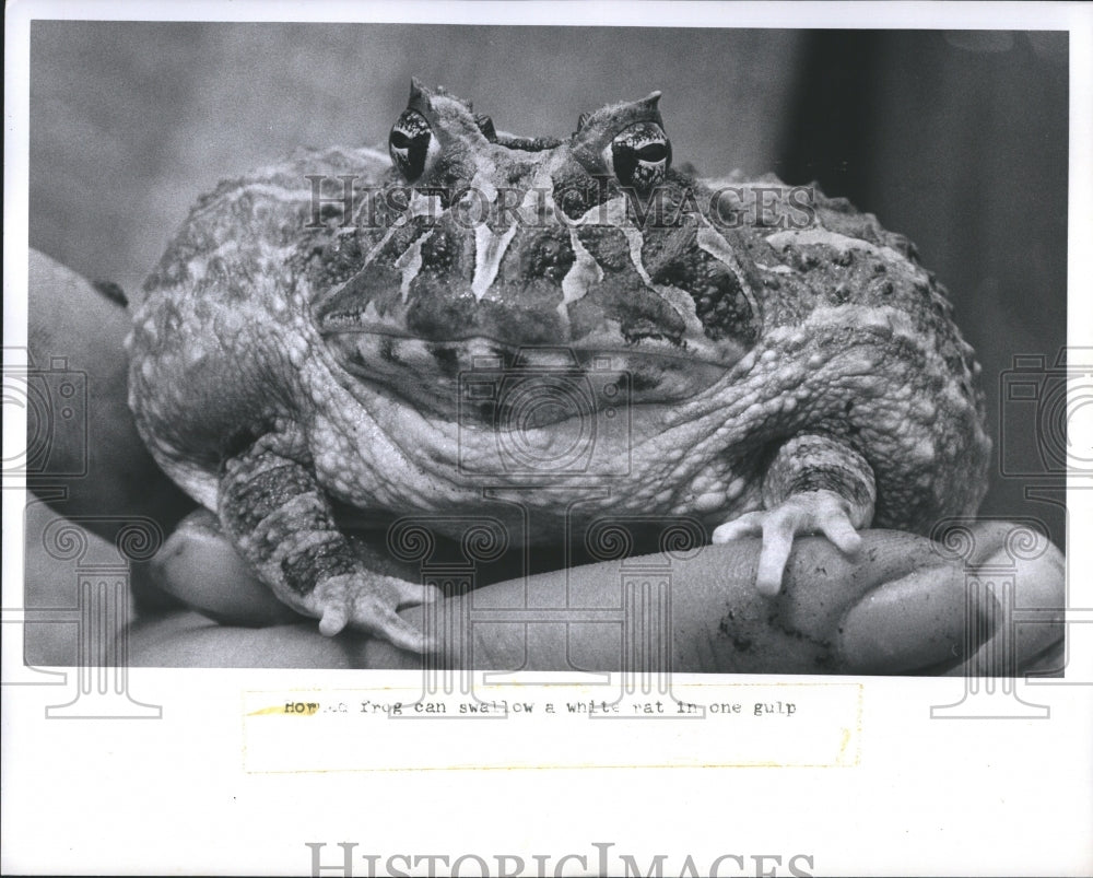 1973 Patty Pope Herpologist-Historic Images