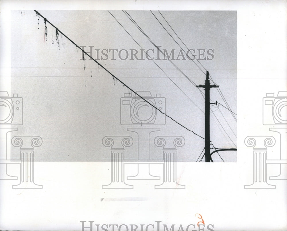 1973 Press Photo Power Lines Fishing Wire Sarasota - RSH09361 - Historic Images