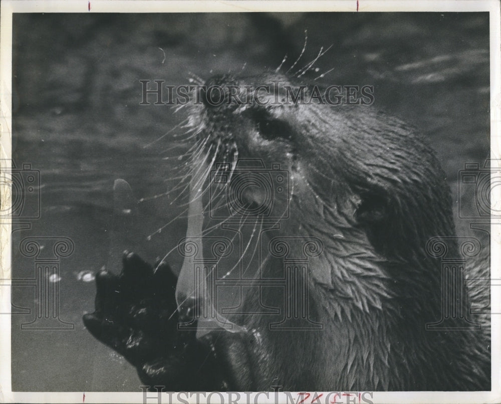 1965 Press Photo Otter. - Historic Images