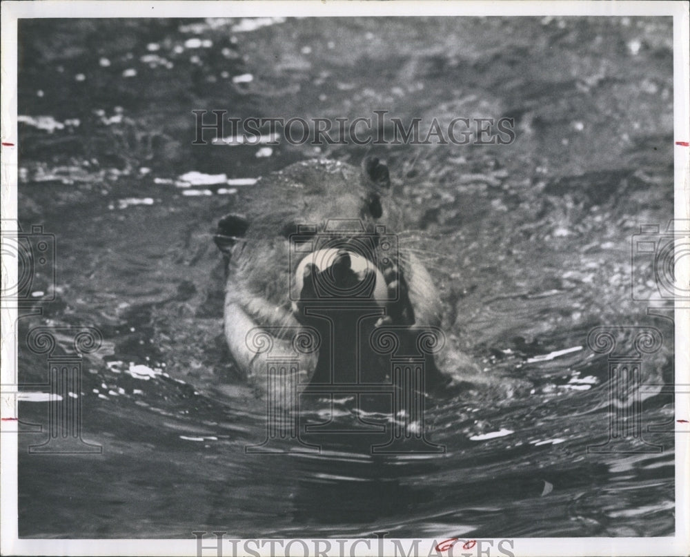 1965 Press Photo Squeaky the Otter eating his egg - RSH09519 - Historic Images