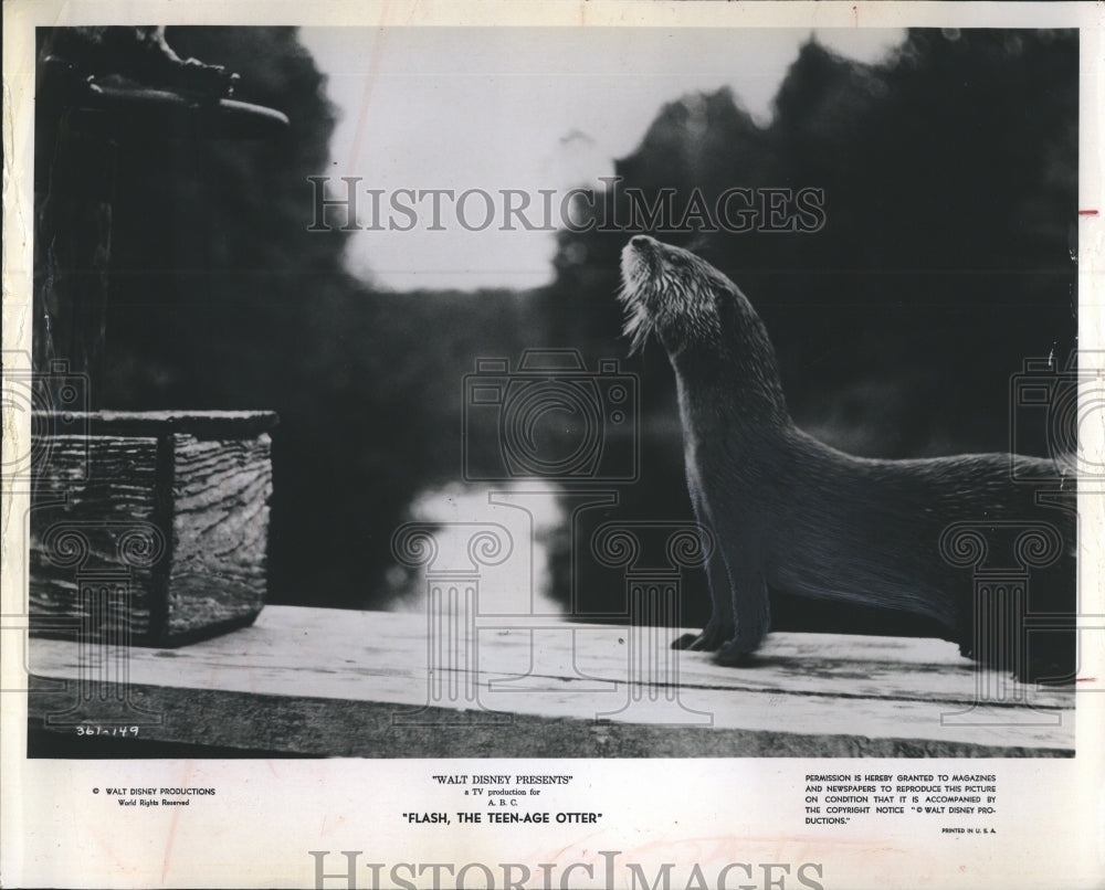 1970 Press Photo Fleta the Otter in the movie Flash, The Teen-Age Otter - Historic Images