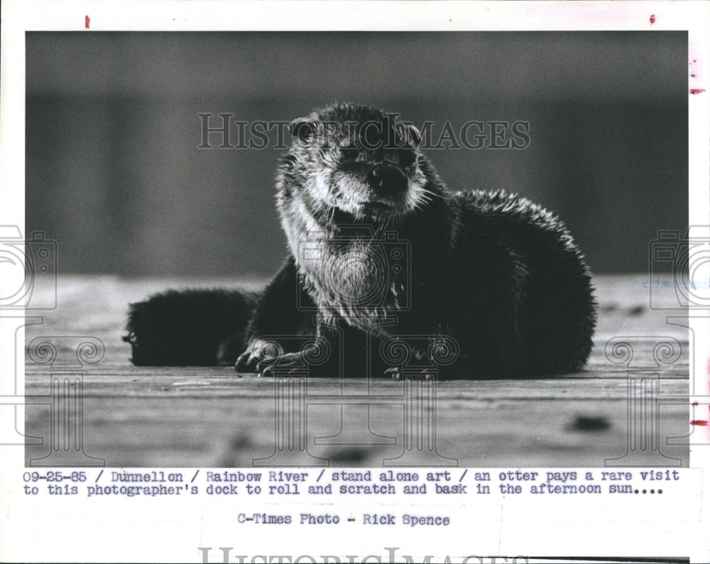 1985 Press Photo An Otter sits on the dock at the Rainbow River to take a break - Historic Images