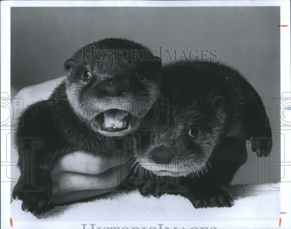 1988 Two orphaned baby Otters-Historic Images