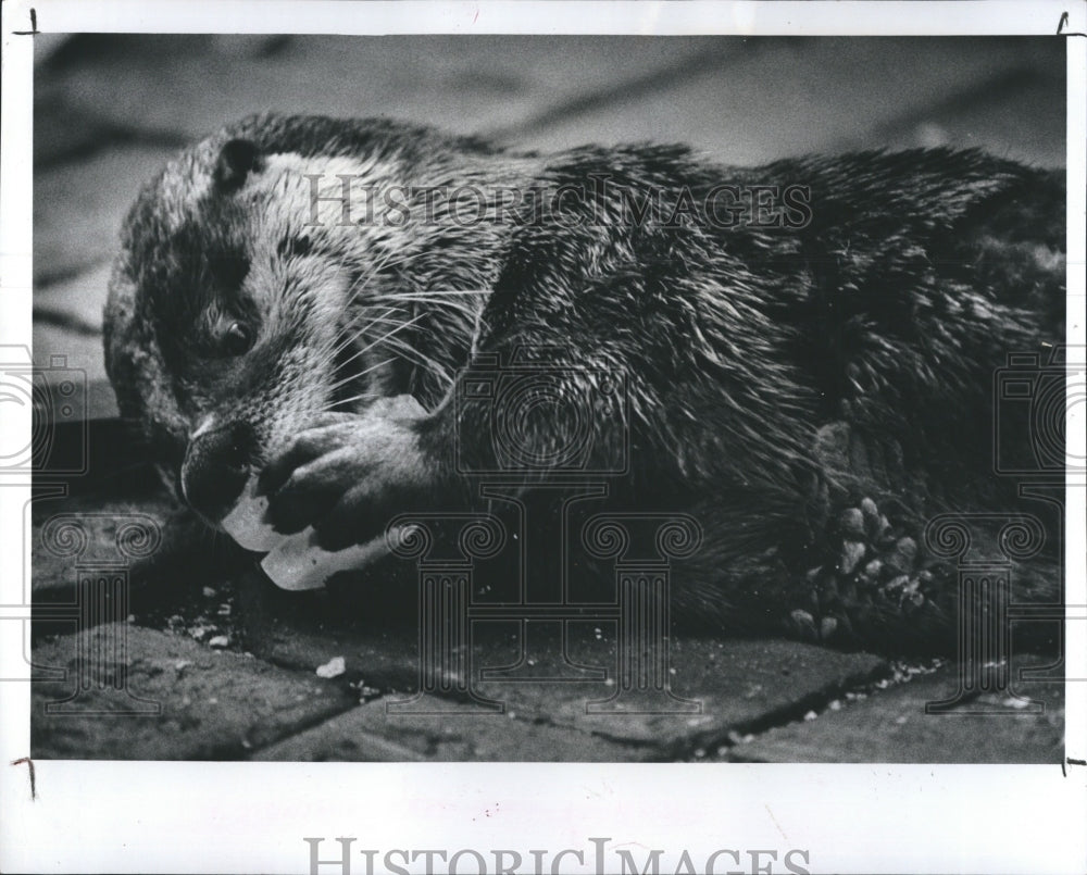 Press Photo The Otter who was found swimming in a pool - Historic Images