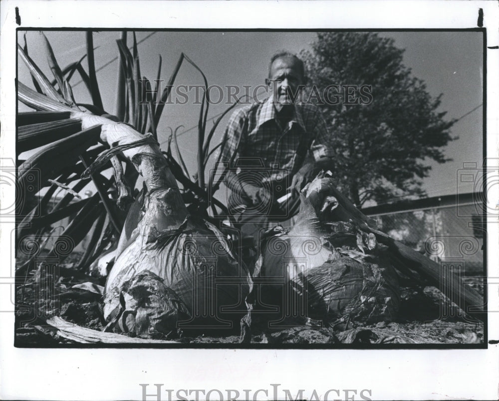 1979 Press Photo Big Onions. - Historic Images