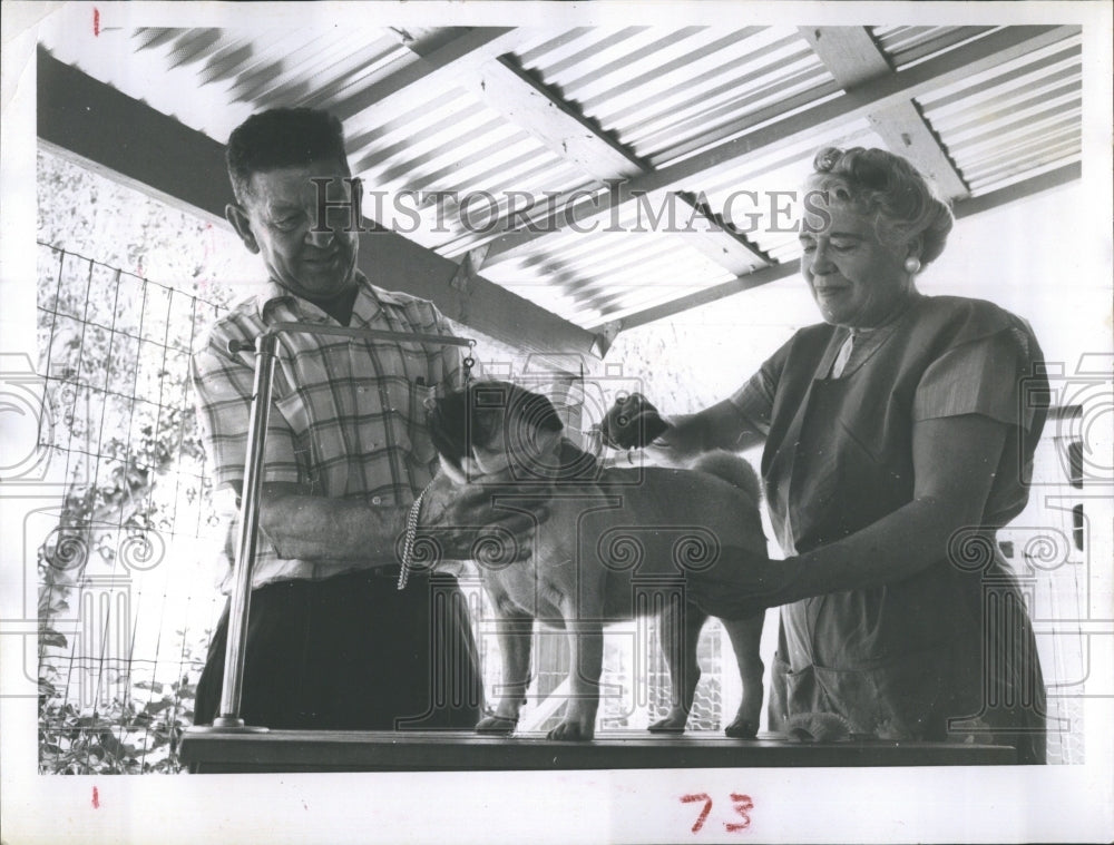 1960 Press Photo Champion Pug Owned By The Hornbecks Showing Off - Historic Images