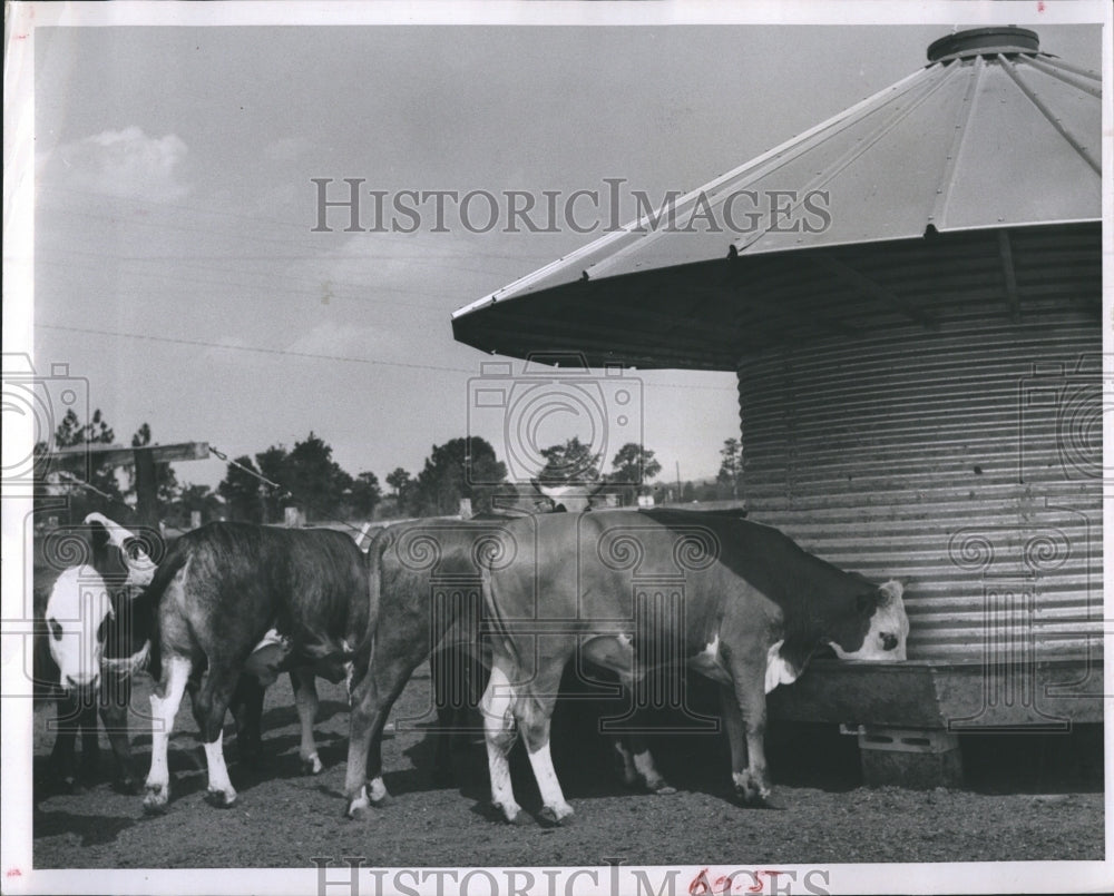 1964 Cattle Fed From Feed Mill For Lyke Bros. Beef Manufacturing-Historic Images