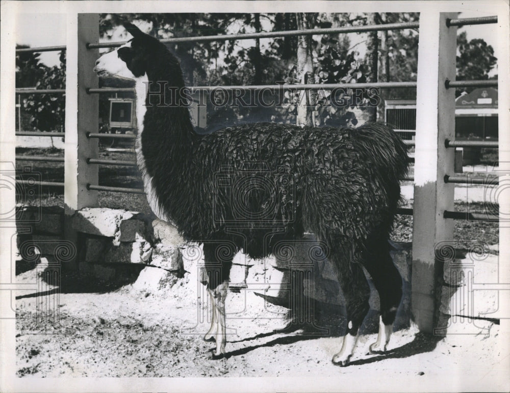 llama Wild Animal Ranch-Historic Images