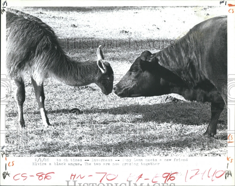 1992 Press Photo llama Elvira black Angus cow - Historic Images