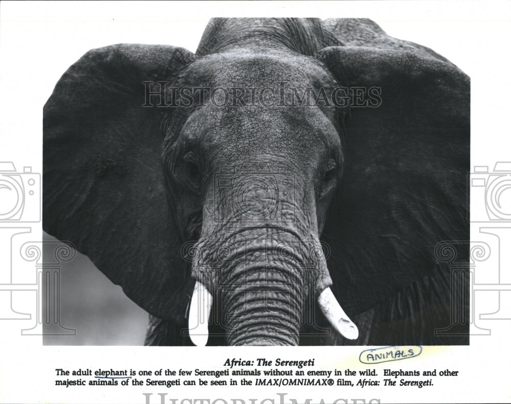 Press Photo adult elephant Africa: The Serengeti - Historic Images