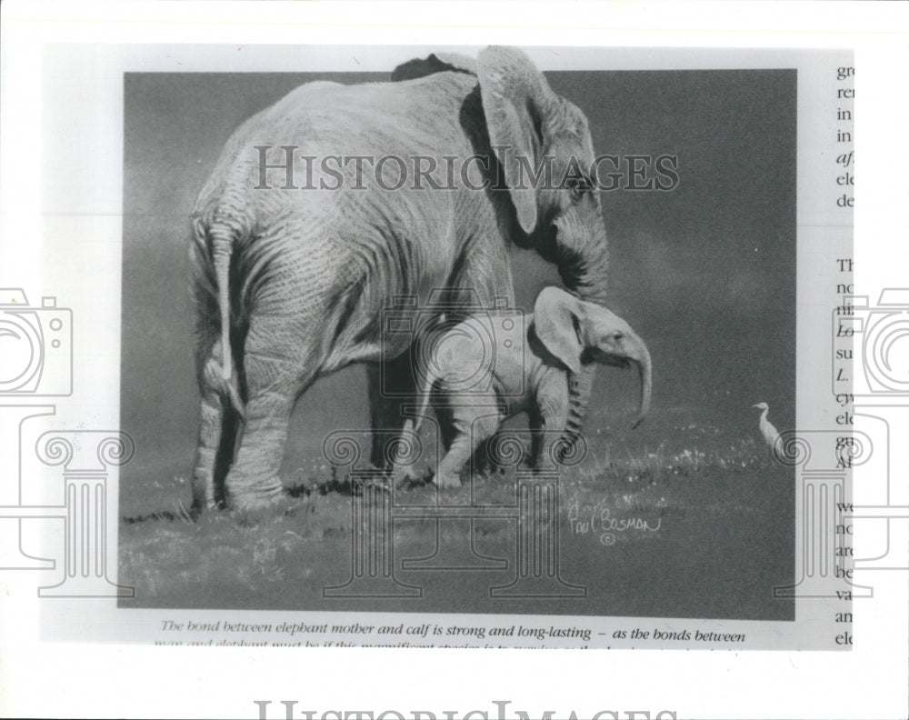 1997 Press Photo Mother &amp; Offspring Pachyderms In Elephant National Park Africa - Historic Images