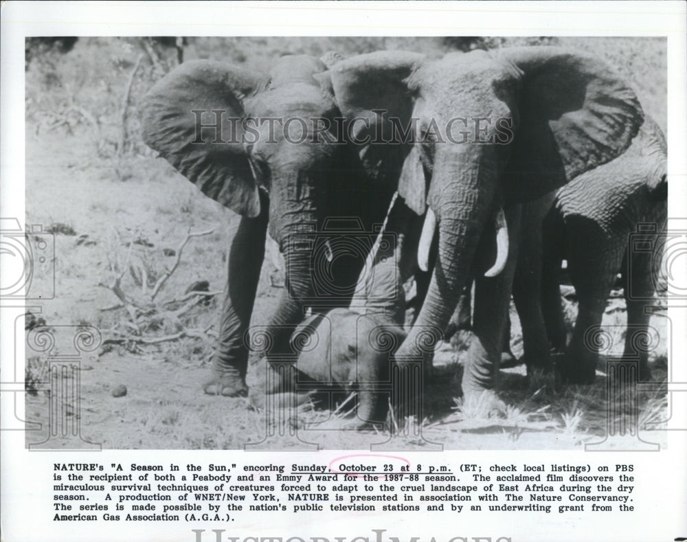 Press Photo Elephants In Show A Season In The Sun PBS Special - Historic Images